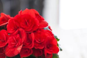 Apartments and rooms with parking space Pakostane, Biograd - 24768