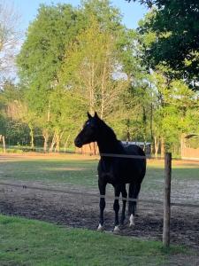 Maisons de vacances Farm with view, horses and castles, plain nature : photos des chambres