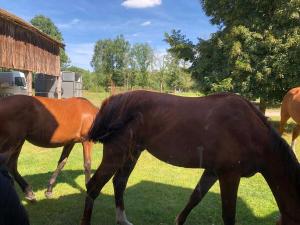 Maisons de vacances Farm with view, horses and castles, plain nature : photos des chambres
