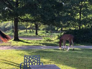 Maisons de vacances Farm with view, horses and castles, plain nature : photos des chambres