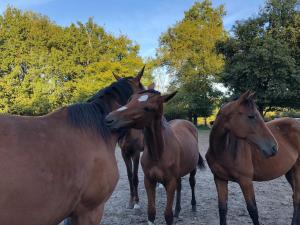 Maisons de vacances Farm with view, horses and castles, plain nature : photos des chambres