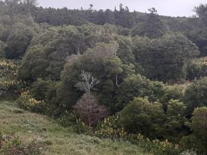 Liiiving in Açores - Casa de Foros