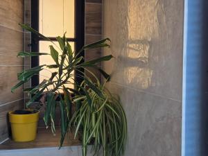 Appartements Independent studio with kitchen and bathroom : photos des chambres