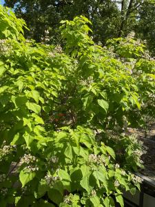 Waldtraum Wandlitzsee