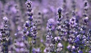 Villas Magnifique propriete sur la colline : Villa