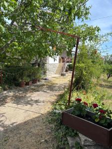 Szőlővirág Vendégház