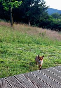 Spokojnia Dom Wiejski