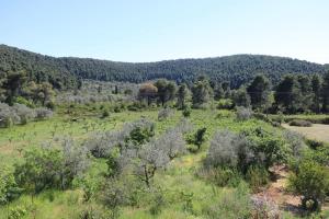 O Ampelonas tou kyr Giorgou