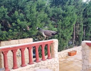 Ain Damous Farmhouse
