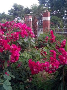 Studio apartman sirena