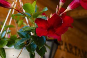 Apartament przy Wyciągu z jacuzzi