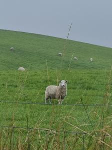 Thornwick bay Velvet Vale 80
