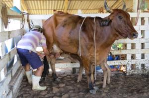 Pousada Fazenda na Cidade