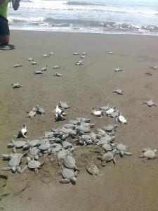 The Fishermans House