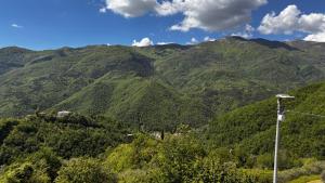 The quiet yellow house