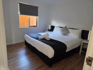 Pelicans Albany Middleton Beach