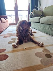 Lily Guest House with Amazing View House with Garden