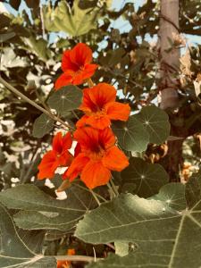 Καλαίσθητο Ηλιόλουστο Studio