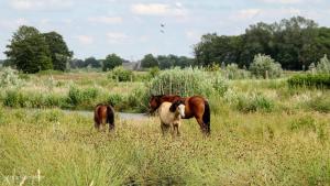 Luxe woodlodge in bosrijke omgeving incl eigen douche en keuken
