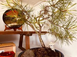 like living in a traditional Japanese house, one group per day