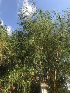 Una Pandura Langa - UPL31ST