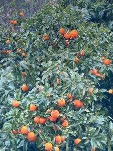 Ca di GiuPa Finalborgo Outdoor