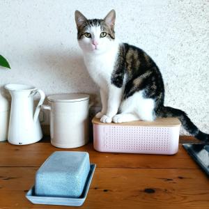 Maisons de vacances maison bretonne plage a pied : photos des chambres