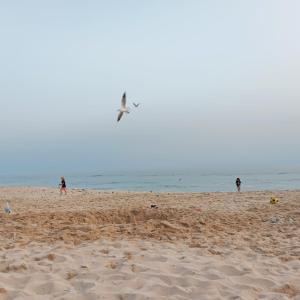 Maisons de vacances maison bretonne plage a pied : photos des chambres