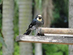 Hotel Pueblito Cafetero