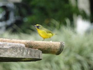 Hotel Pueblito Cafetero