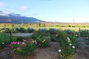 AlteVrede Olive Farm