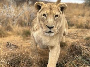 Weltevreden Game Lodge