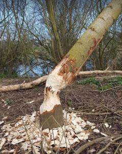 Maisons de vacances Petite Maison au coeur des chateaux : photos des chambres