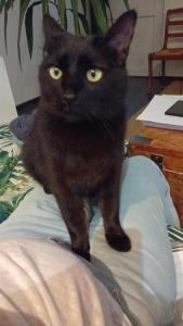 Maison avec jardin arboré