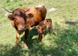 Zerko Holiday Apartment Janko with a private outdoor jacuzzi for FREE