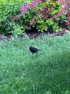 Soraja Apartments Izola