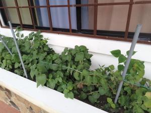 Luxury apartmеnt with private terrace in Altos del Maria