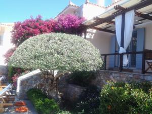 Elies Houses Skopelos Greece