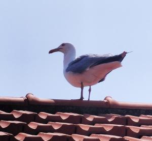 Seagulls, Elegance and Freedom