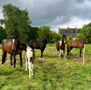 Manoir de Fornebello 16e siècle - Chambres dHôtes de prestige avec piscine