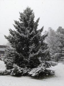 Appartements Perce-neige : photos des chambres
