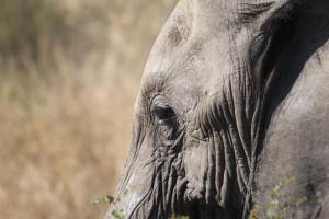 Sunset Bush Retreat & Safaris