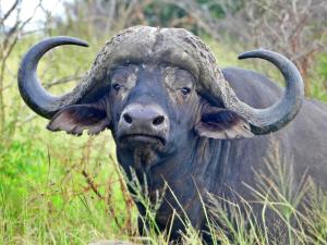 Sunset Bush Retreat & Safaris