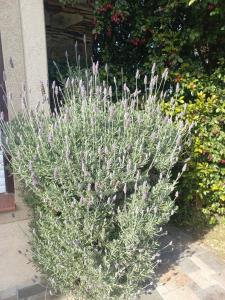 Casa de la Palmera Tandil