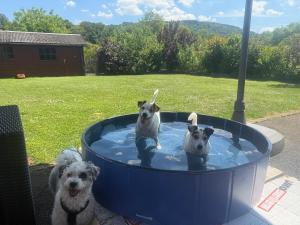 Le Mont Céleste dogs friendly