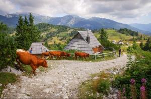 Koča Velika Planina - Chalet Kamrica 