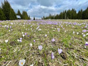 Vacation cottage house Enya