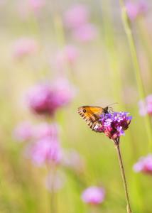 Vakantiehuisje Grijpskerke, hartje Walcheren