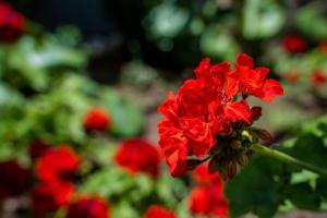 Il Giardino di Lucia