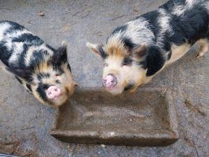 Hendre Glamping Retreat, The Rabbit Warren
